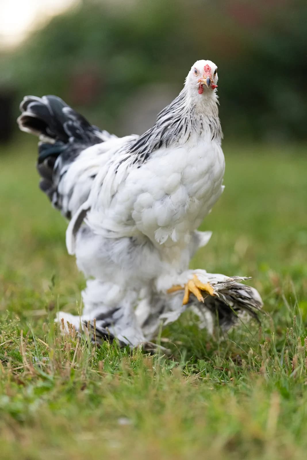 Test de oeufs