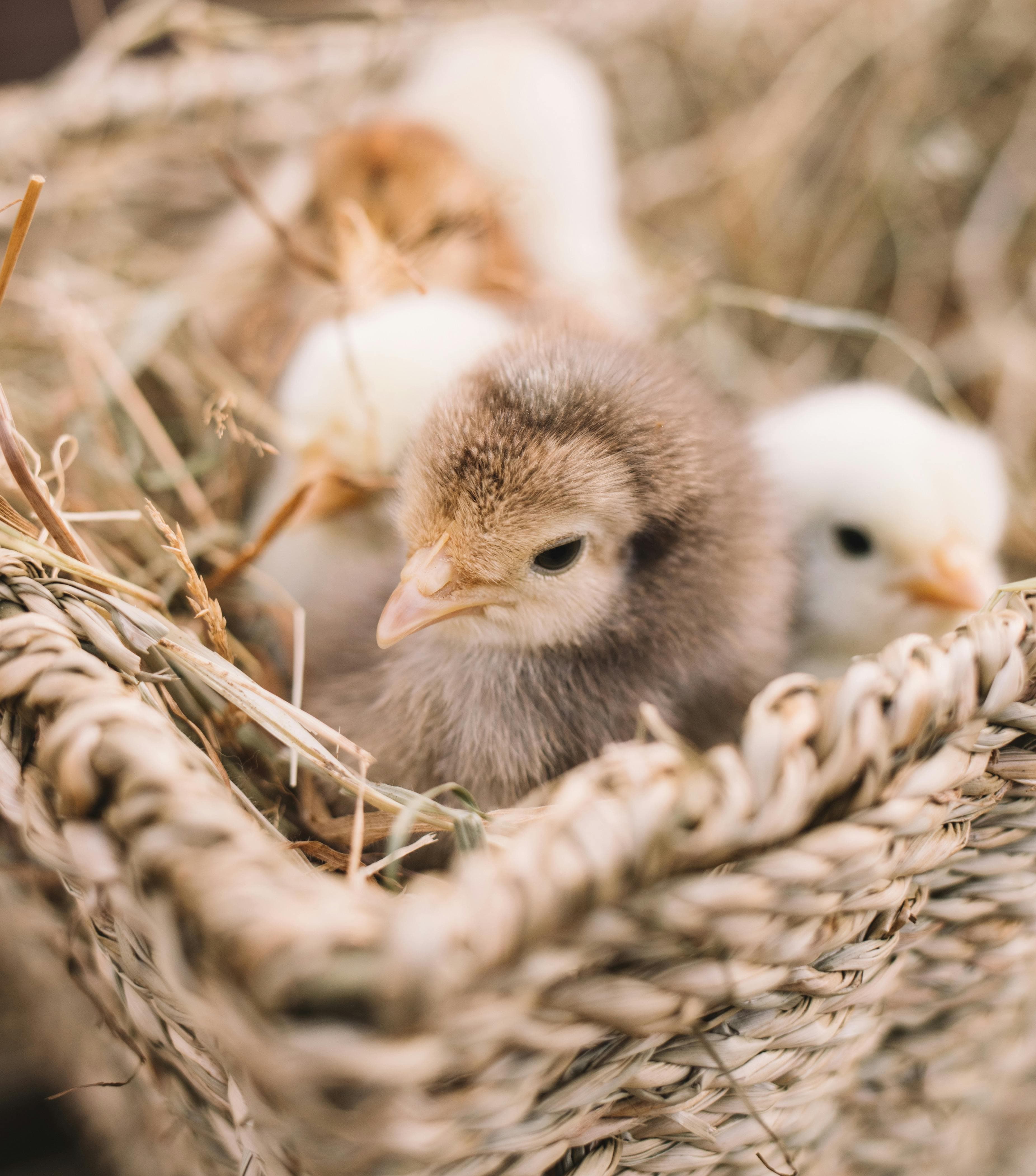 Œufs fécondés Leghorn blancs