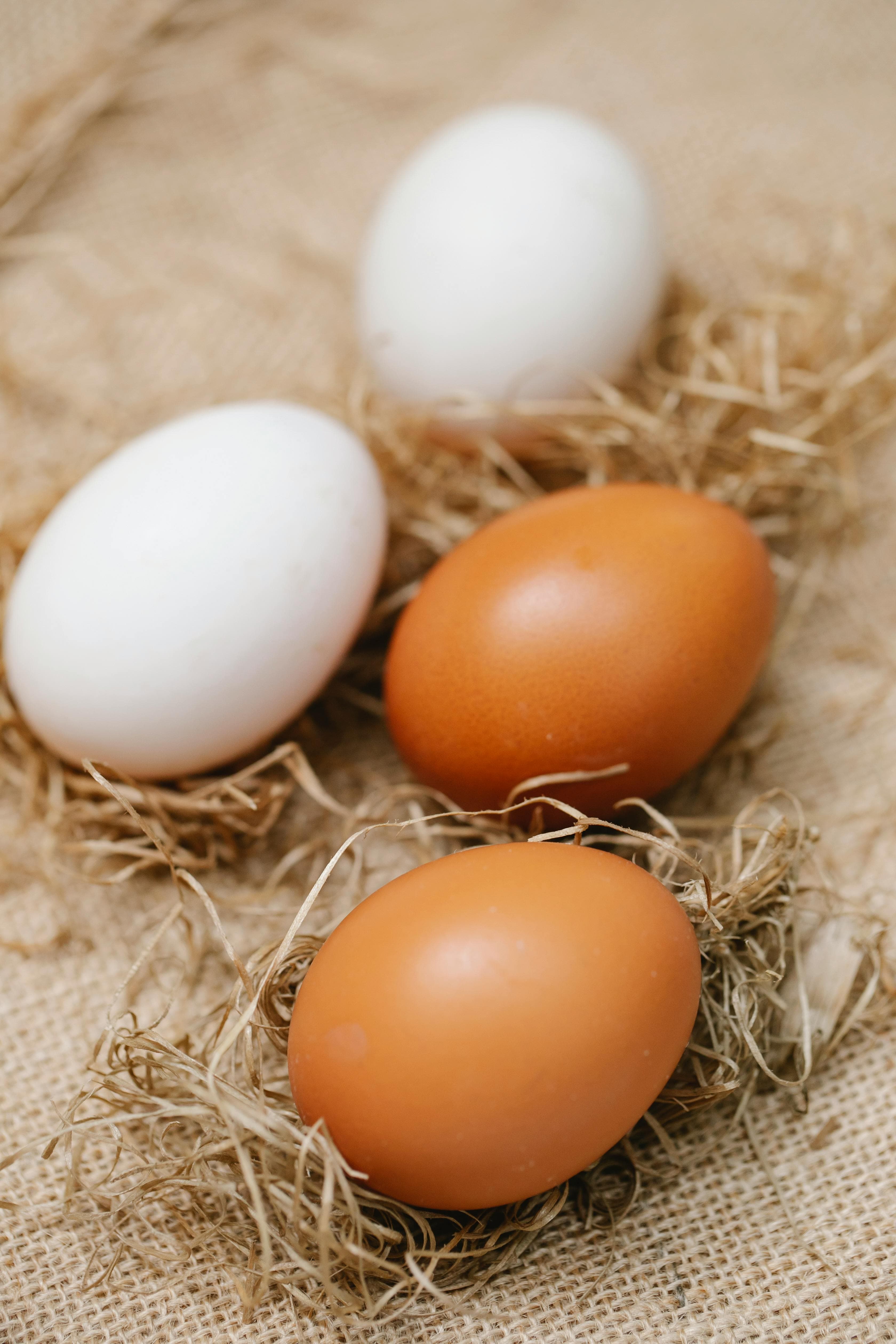 Œufs à couver Araucana bleus